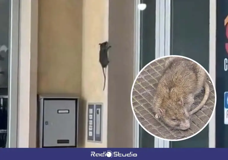 Im&aacute;genes de las ratas junto a las viviendas en Barreda | Foto: AAVV Santa Mar&iacute;a