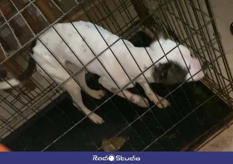 Micky pasaba gran parte del d&iacute;a encerrado en una jaula cuando sus propietarios se iban de casa | Foto: DEAN