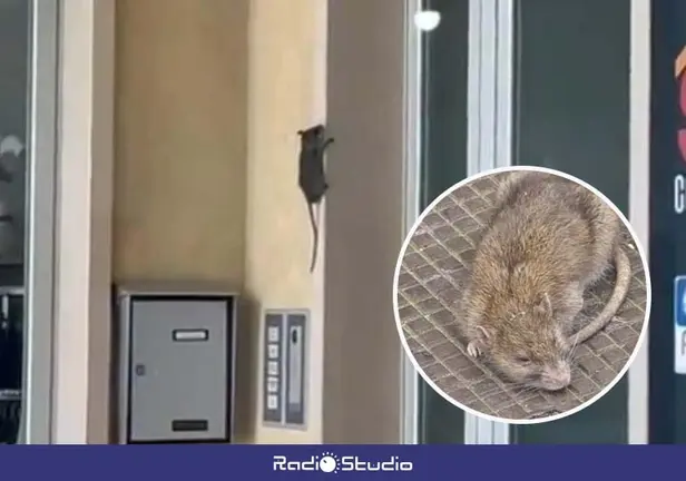 Im&aacute;genes de las ratas junto a las viviendas en Barreda | Foto: AAVV Santa Mar&iacute;a