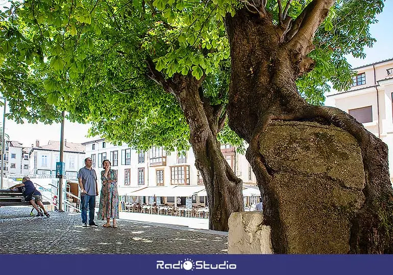 El castaño de grandes dimensiones del Corro Campíos, en Comillas, presenta un avanzado estado de deterioro.