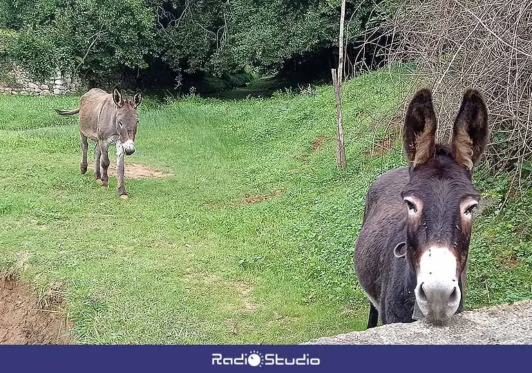 El proyecto se desarrollaría en una finca de 6.279 metros cuadrados situada en la zona de La Llana.