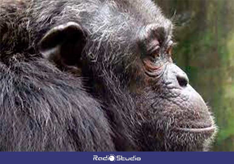 El chimpancé Hubert ha fallecido en el Zoo de Santillana del Mar, a los 46 años de edad.