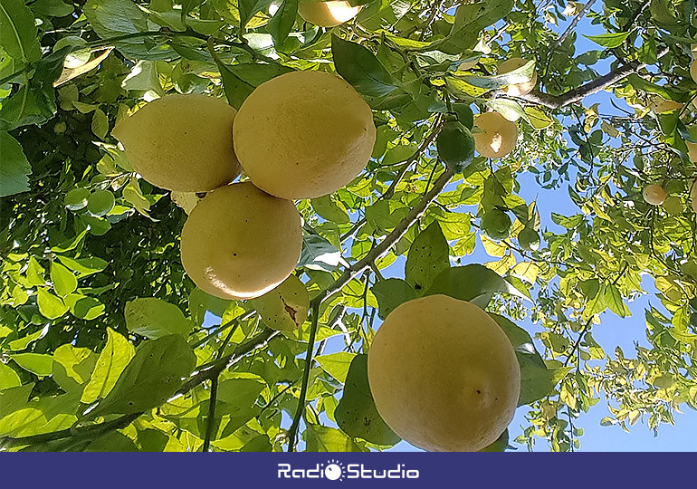 Los cítricos en general, y los limones en particular, son el fruto único de Novales.