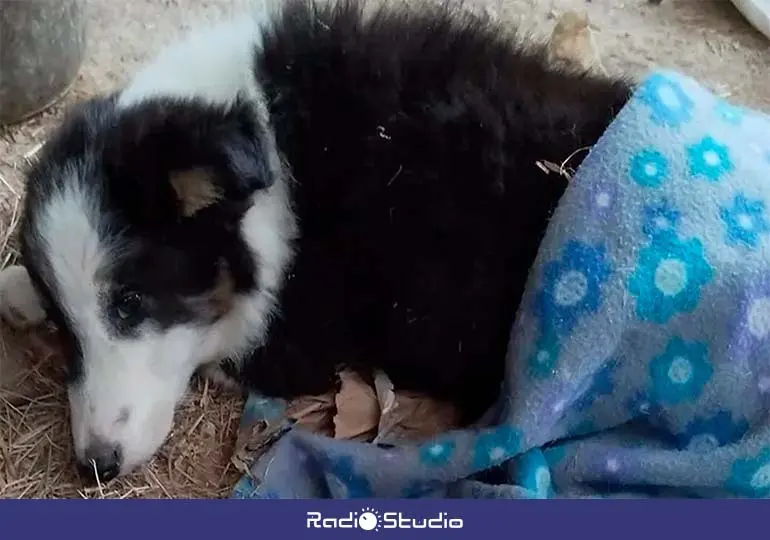 Negu fue atropellado y sufrió rotura de sus dos patas traseras, junto a otras heridas.
