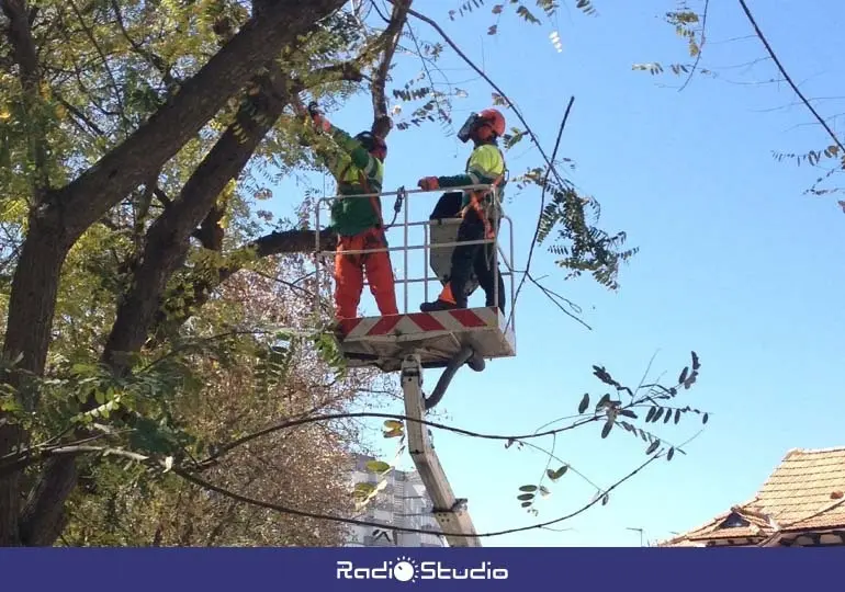 Podas de &aacute;rboles en Torrelavega | Foto: Ayuntamiento