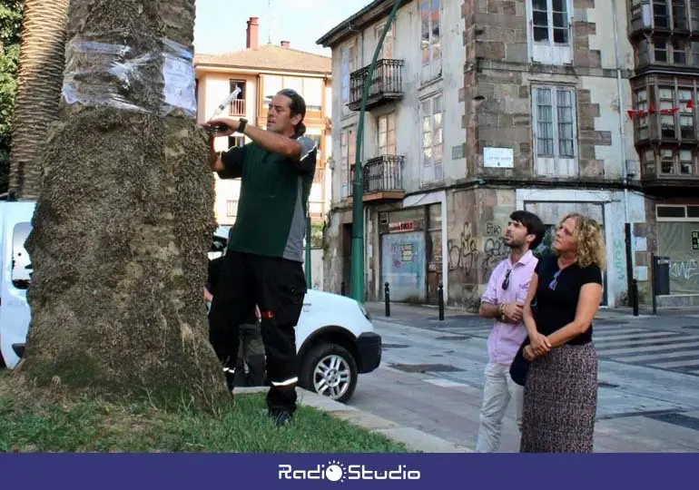 Torrelavega intensifica los tratamientos contra el Picudo Rojo en 47 palmeras del municipio | Foto: Ayuntamiento