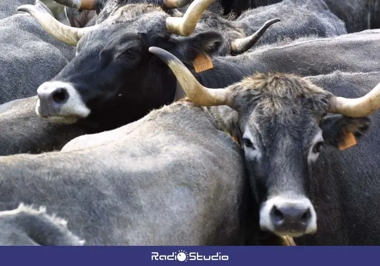Vacas tudancas en Cantabria