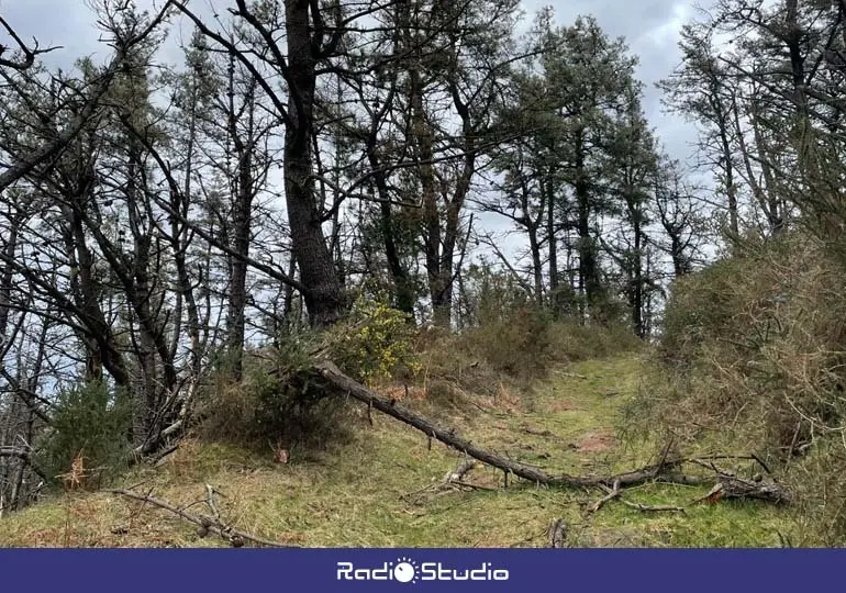 Estado del pinar en la zona donde se est&aacute;n habilitando los senderos de la ruta | Foto: Vox
