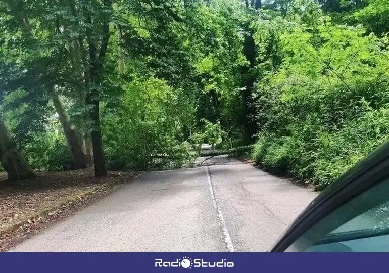 Un &aacute;rbol ca&iacute;do obstaculiza la carretera de acceso a Mijarojos por La Viesca | Foto: Asociaci&oacute;n Cultural Mijarojos