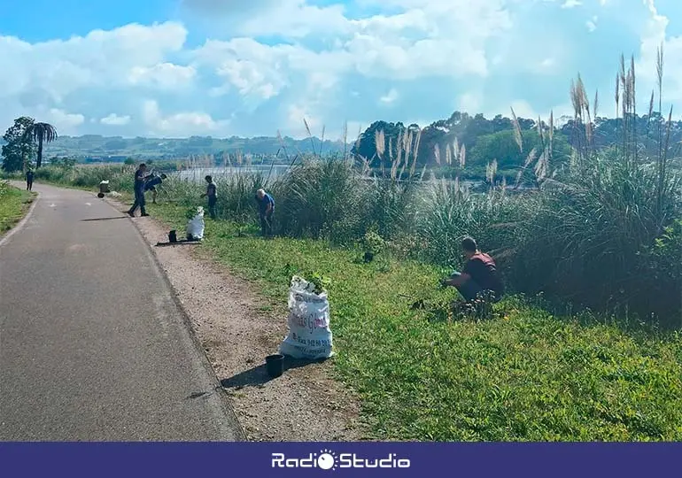 Trabajos de reforestaci&oacute;n realilzados al borde del carril-bici en Suances