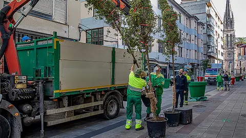 Los &aacute;rboles se instalar&aacute;n en grandes maceteros.