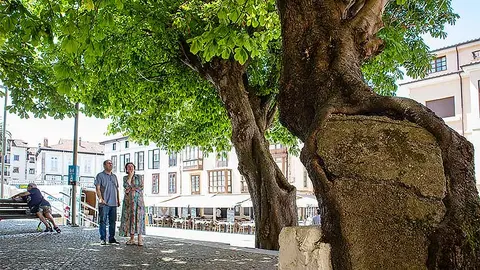 El casta&ntilde;o de grandes dimensiones del Corro Camp&iacute;os, en Comillas, presenta un avanzado estado de deterioro.