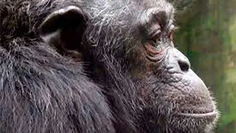 El chimpanc&eacute; Hubert ha fallecido en el Zoo de Santillana del Mar, a los 46 a&ntilde;os de edad.