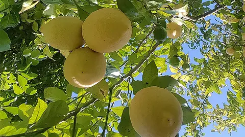 Limones de Novales