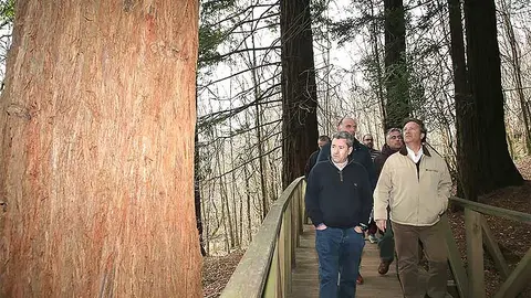 El bosque de secuoyas, declarado monumento natural, recibe cada a&ntilde;o la visita de miles de personas.