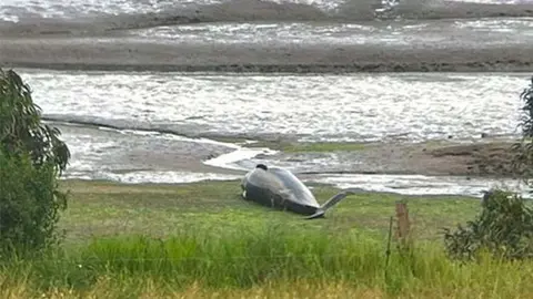 Imagen del cuerpo del calder&oacute;n com&uacute;n varado en la r&iacute;a San Mart&iacute;n a la altura de Cud&oacute;n (Miengo).