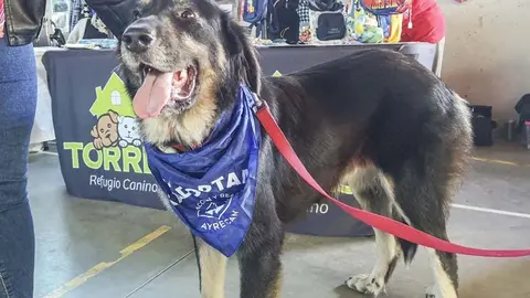 perro web