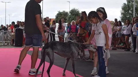 El desfile canino ‘Adóptame’ buscó un nuevo hogar para los animales que tienen en adopción y acogida 9 protectoras cántabras.