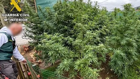 Imagen de la Guardia Civil de la plantaci&oacute;n en Santiurde de Toranzo
