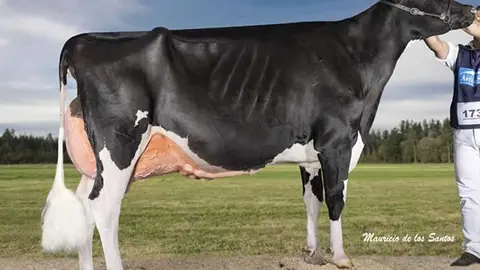 The European Holstein and Red Holstein Confederation