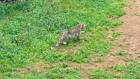 Imagen de archivo de uno de los leopardos de Cab&aacute;rceno