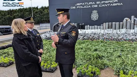 Intervenidos 113 kilos de plantas de marihuana en Torrelavega y Li&eacute;bana cuyo valor superar&iacute;a los 427.000 euros | Foto: CNP