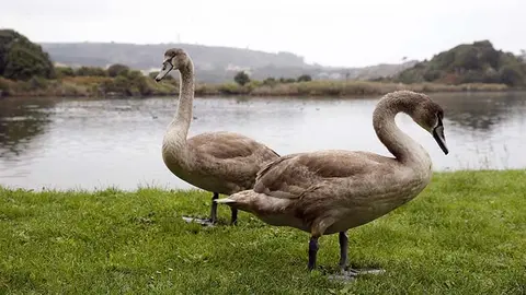 Aves en Cantabria | Foto: Gobierno