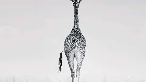 la exposici&oacute;n ANIMA-L, una muestra fotogr&aacute;fica que invita a descubrir la belleza, la fuerza y la vulnerabilidad de la fauna salvaje a trav&eacute;s del objetivo de Azucena Rosell&oacute;n