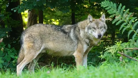El Congreso elimina la prohibici&oacute;n de cazar lobos al norte del Duero y abre la puerta para ampliarlo al resto de Espa&ntilde;a