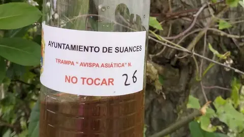 Suances inicia la campa&ntilde;a anual contra la expansi&oacute;n de la avispa velutina en el municipio | Foto: Ayuntamiento