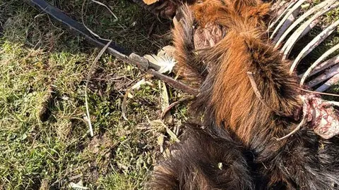 Una de las fotograf&iacute;as facilitadas por Vox de un ataque a ganaderos de la zona