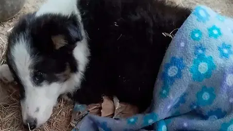 Negu fue atropellado y sufri&oacute; rotura de sus dos patas traseras, junto a otras heridas.