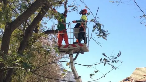Podas de &aacute;rboles en Torrelavega | Foto: Ayuntamiento
