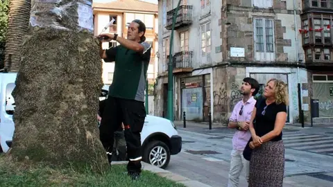 Torrelavega intensifica los tratamientos contra el Picudo Rojo en 47 palmeras del municipio | Foto: Ayuntamiento