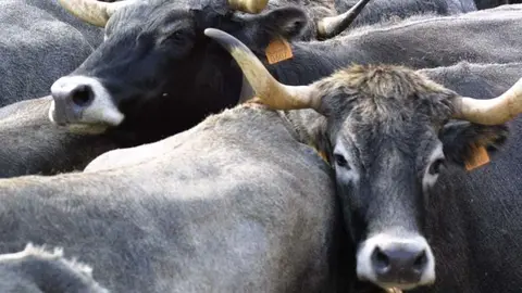 Vacas tudancas en Cantabria