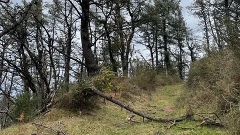Estado del pinar en la zona donde se est&aacute;n habilitando los senderos de la ruta | Foto: Vox
