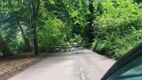 Un &aacute;rbol ca&iacute;do obstaculiza la carretera de acceso a Mijarojos por La Viesca | Foto: Asociaci&oacute;n Cultural Mijarojos