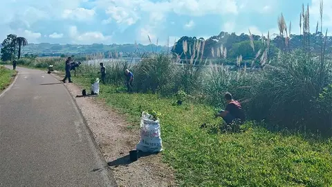 Trabajos de reforestaci&oacute;n realilzados al borde del carril-bici en Suances