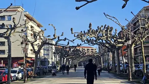 Torrelavega licita la evaluación del estado y riesgo de los 106 plátanos de la Avenida de España