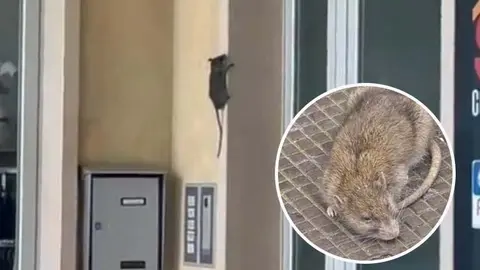 Los vecinos de Barreda denuncian una plaga de ratas "descontrolada" en el pueblo: "No podemos abrir las ventanas"