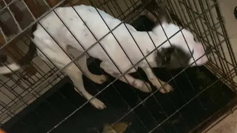 Una nueva vida para Micky